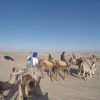 agafay deset camel ride 1 (Copier)